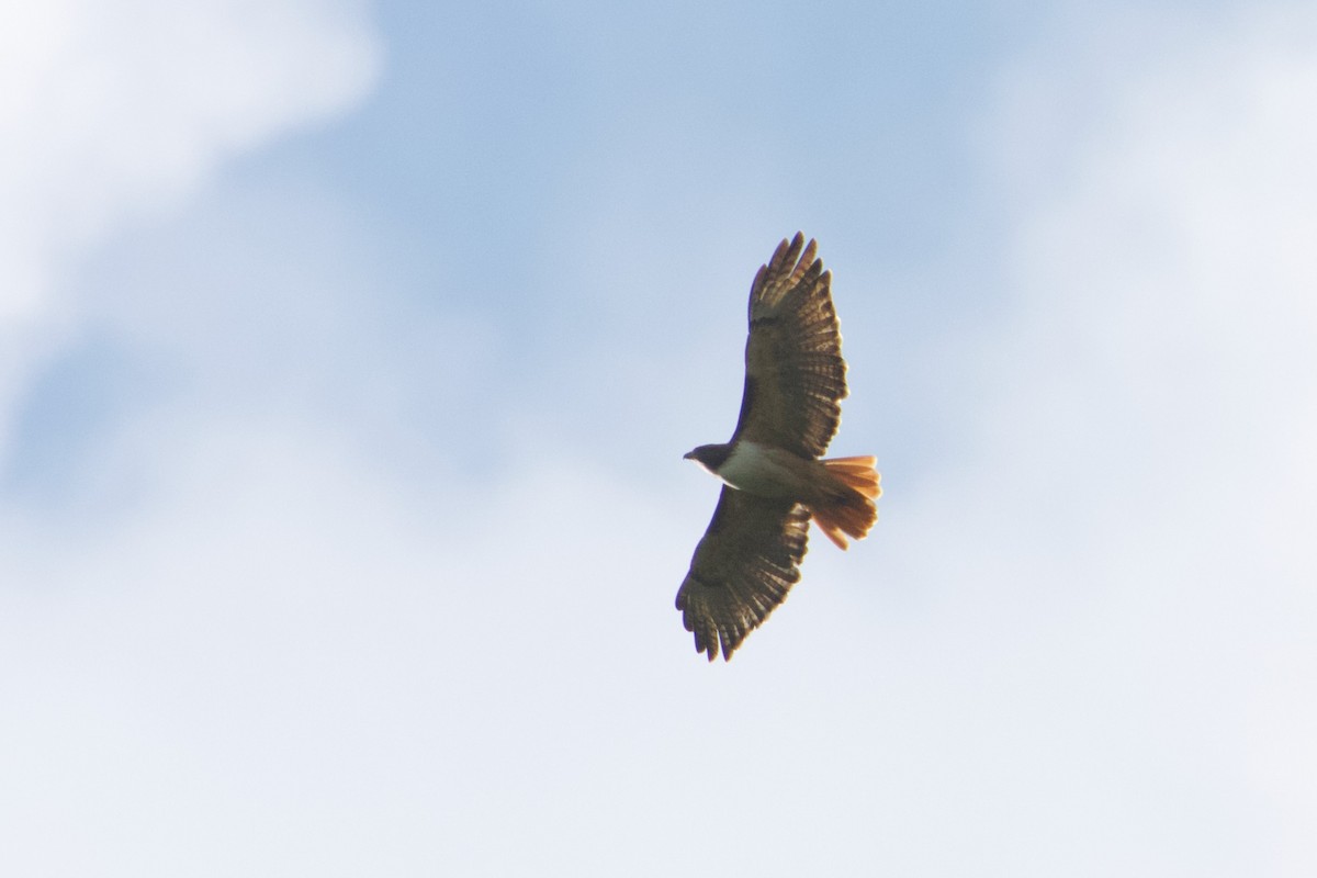 Red-tailed Hawk (kemsiesi/hadropus) - ML609148204