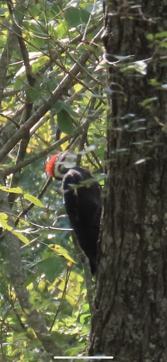 Pileated Woodpecker - ML609148334