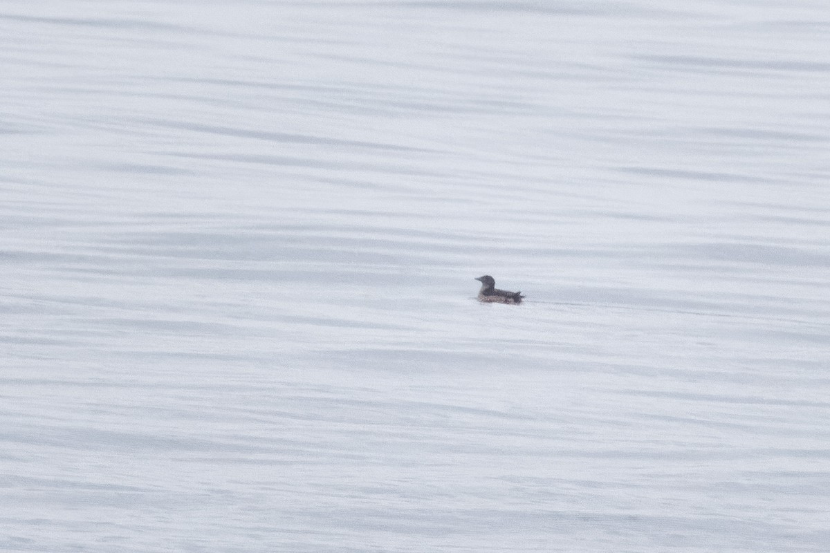 Rhinoceros Auklet - ML609148442