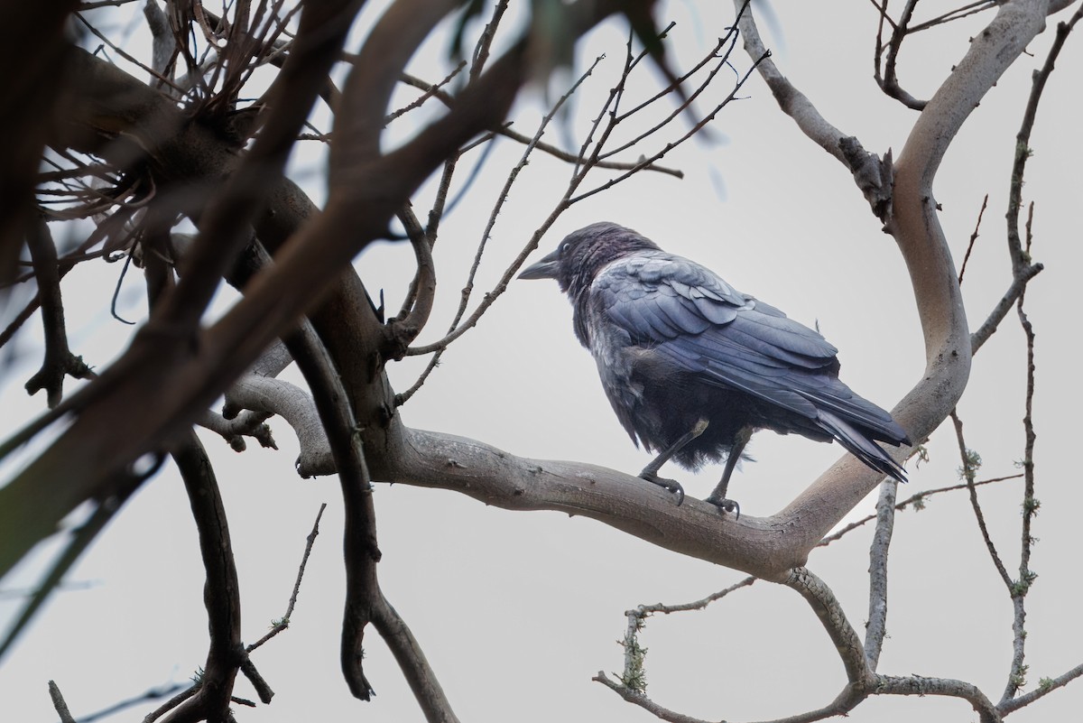 American Crow - ML609148453