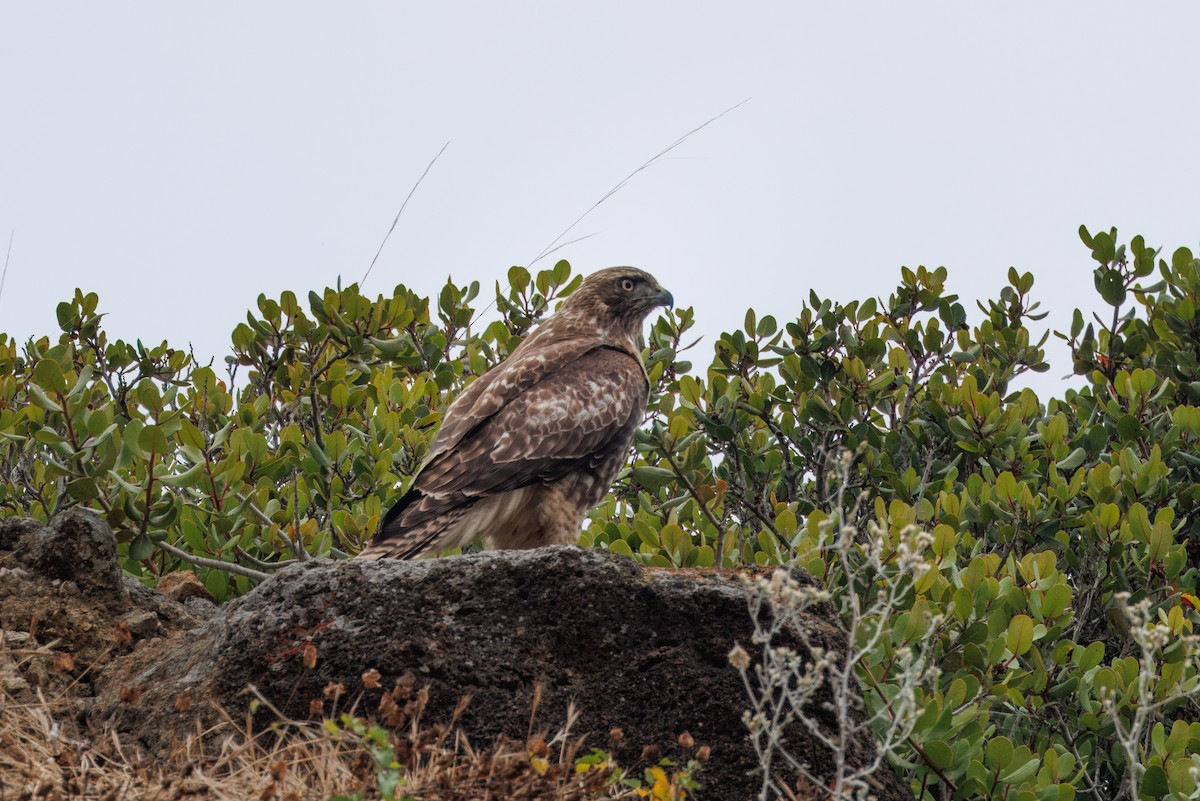 Red-tailed Hawk - ML609148467