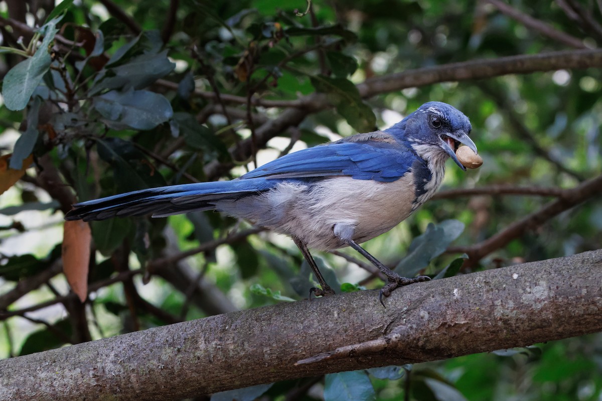 Island Scrub-Jay - ML609148476