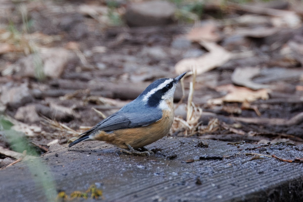 Red-breasted Nuthatch - ML609148481