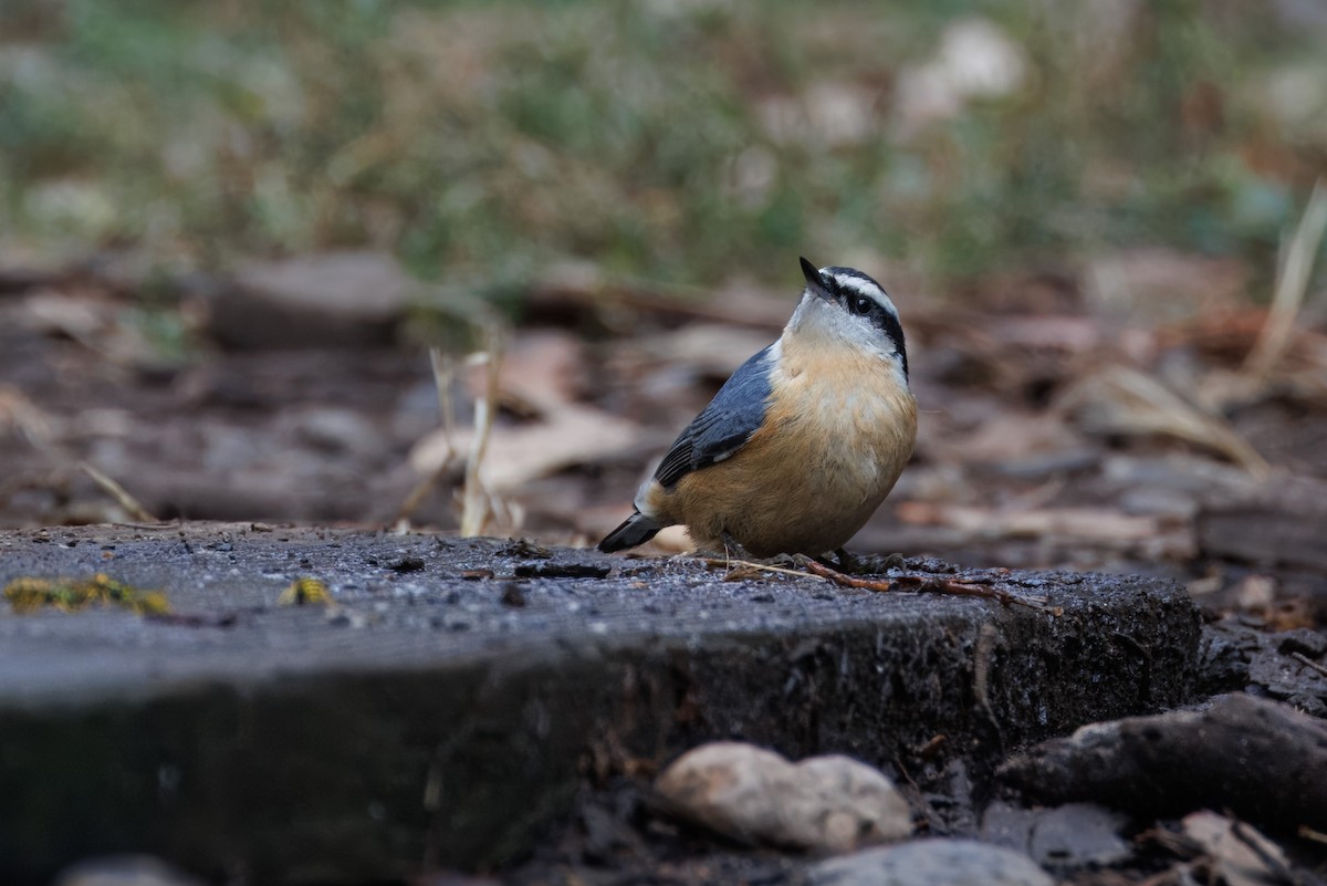 Red-breasted Nuthatch - ML609148495