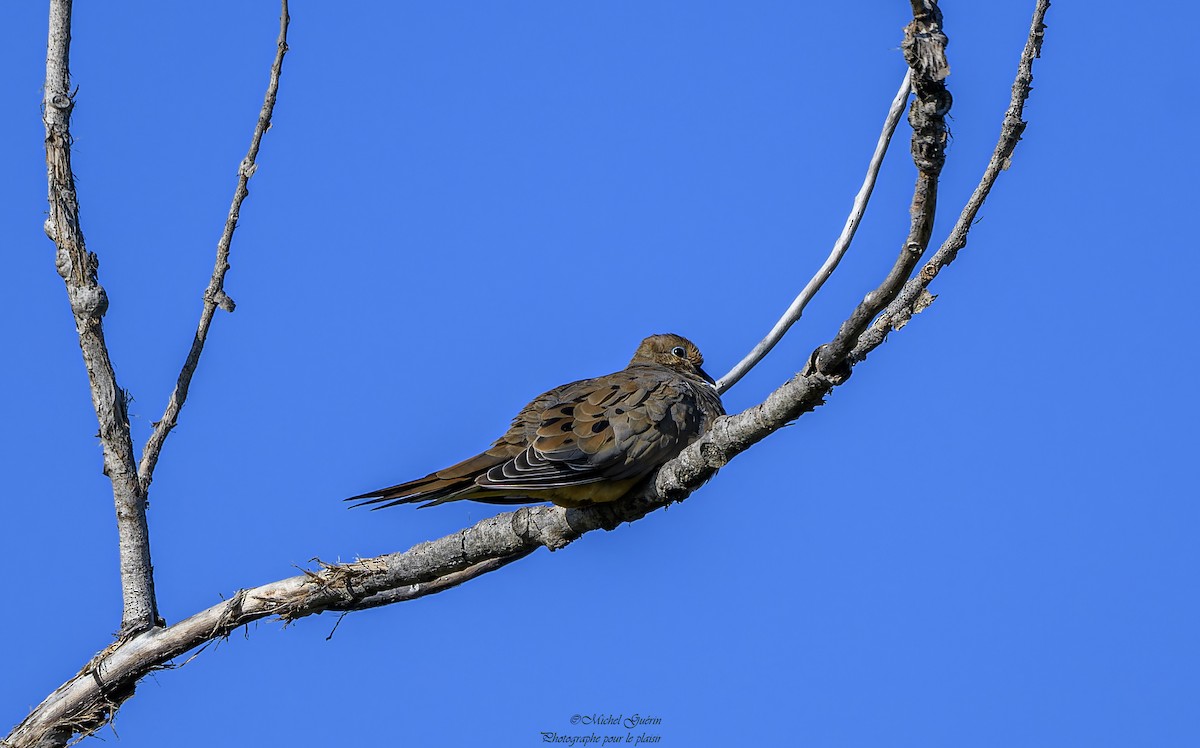 Mourning Dove - ML609148496