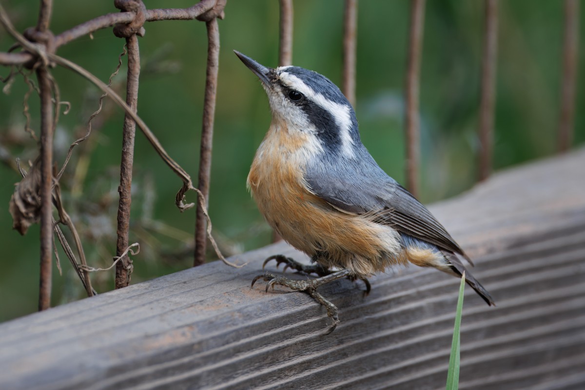 Red-breasted Nuthatch - ML609148497