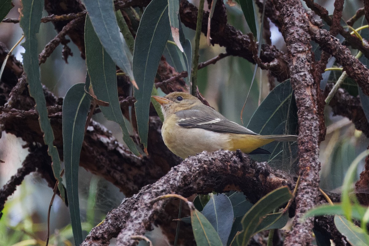 Western Tanager - ML609148501