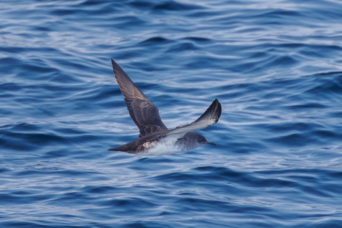Black-vented Shearwater - ML609148727