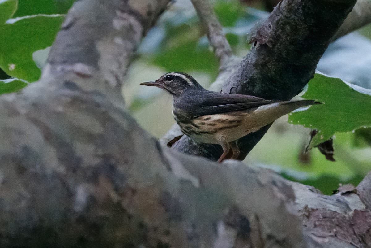 Louisiana Waterthrush - ML609148864