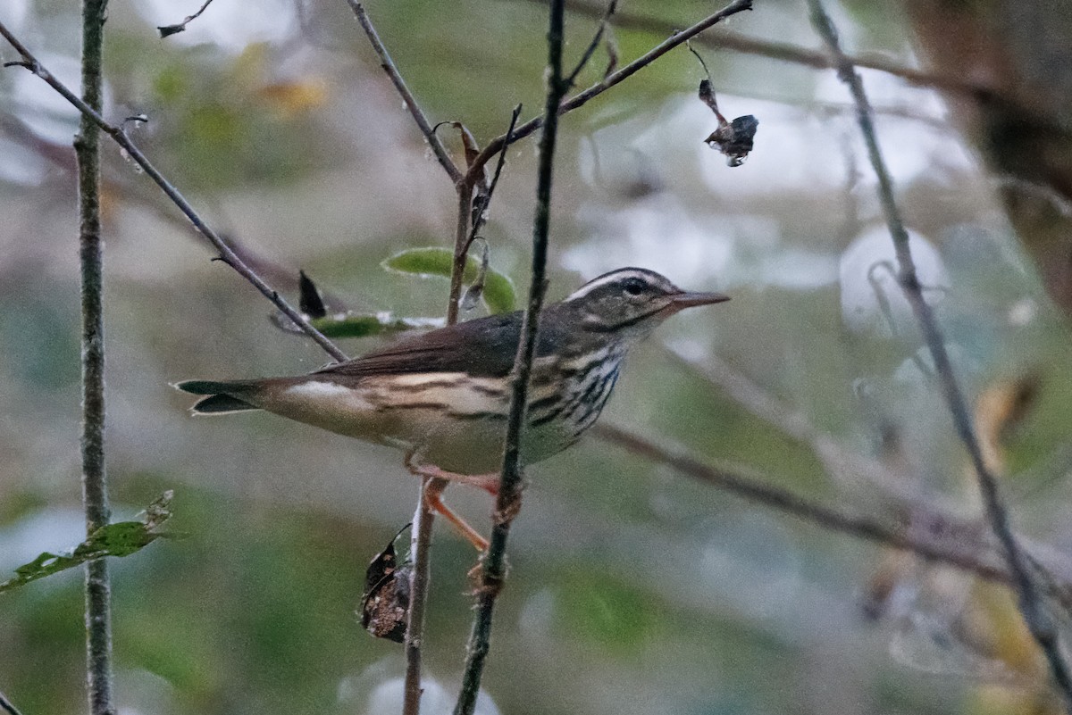 Louisiana Waterthrush - ML609148870