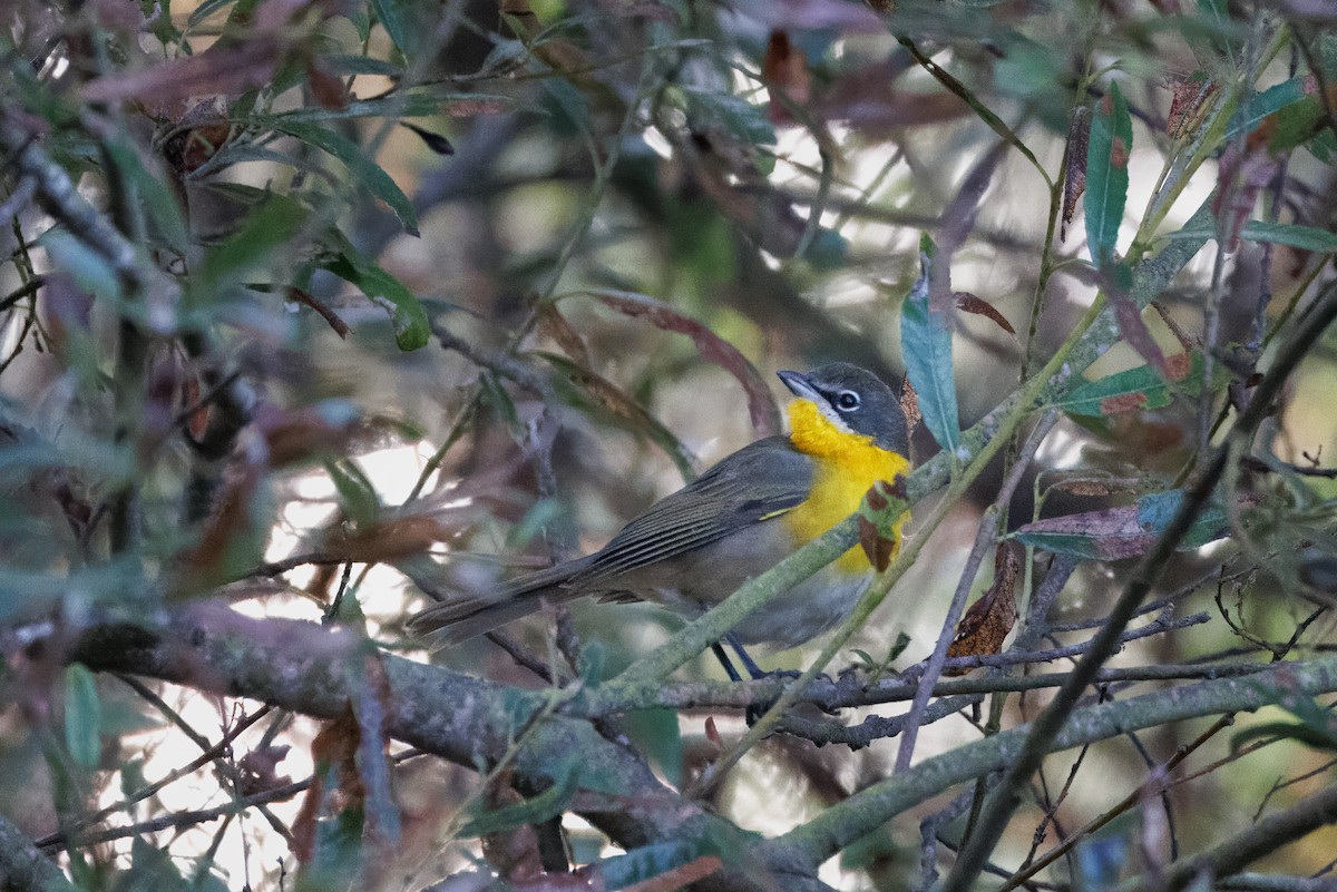 Yellow-breasted Chat - ML609148897