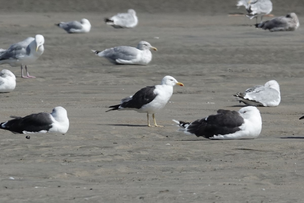 Lesser Black-backed Gull - George Wallace