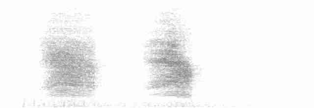 Chara de Steller (grupo diademata) - ML609149046