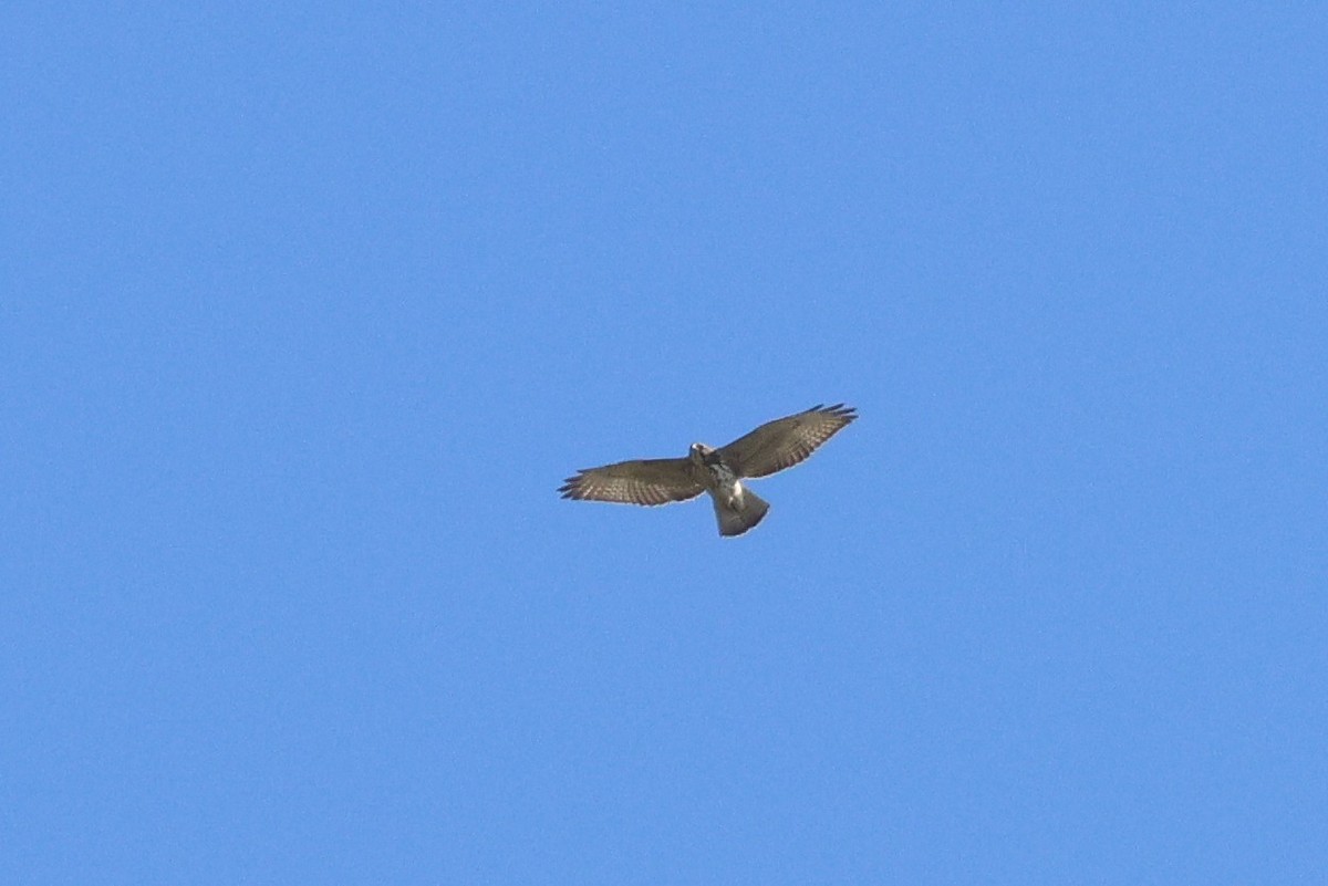 Broad-winged Hawk - ML609149099