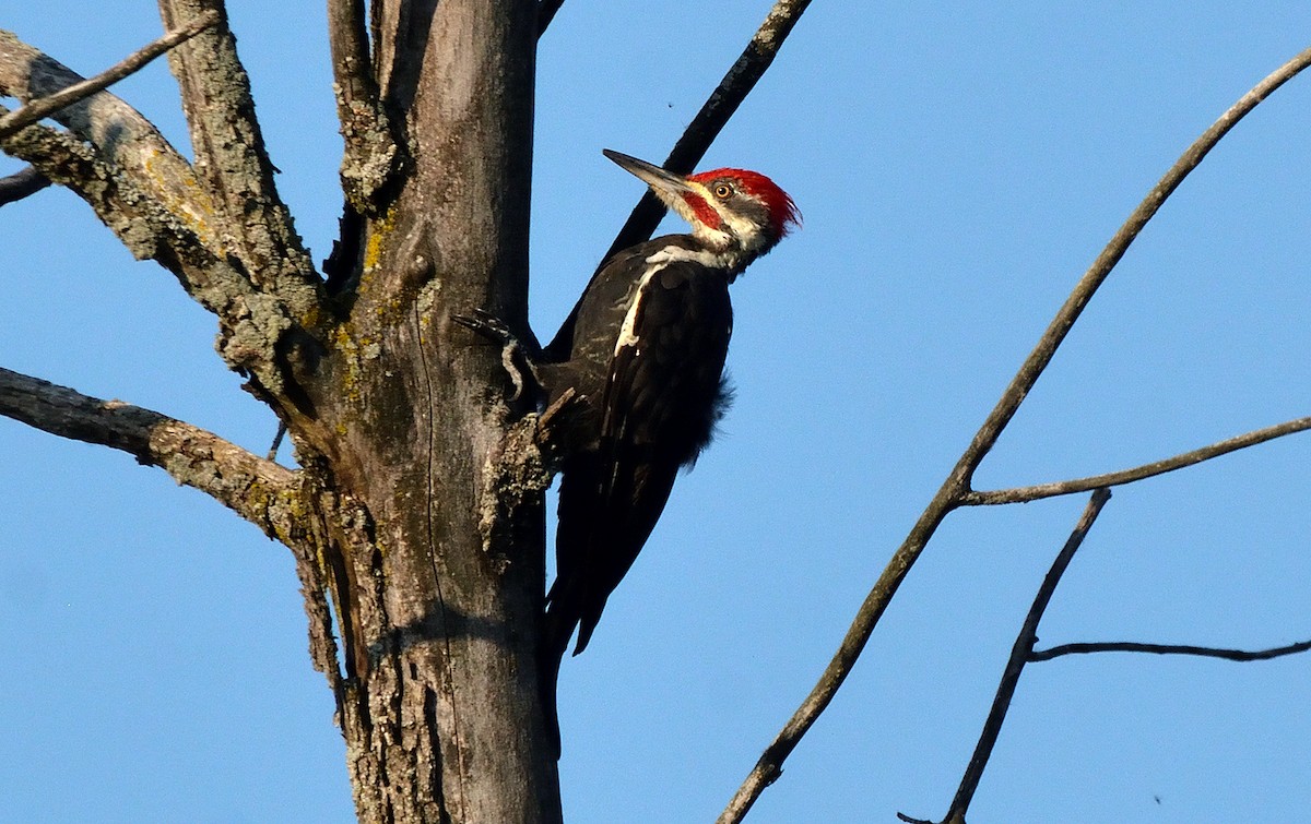 Pileated Woodpecker - ML609149260