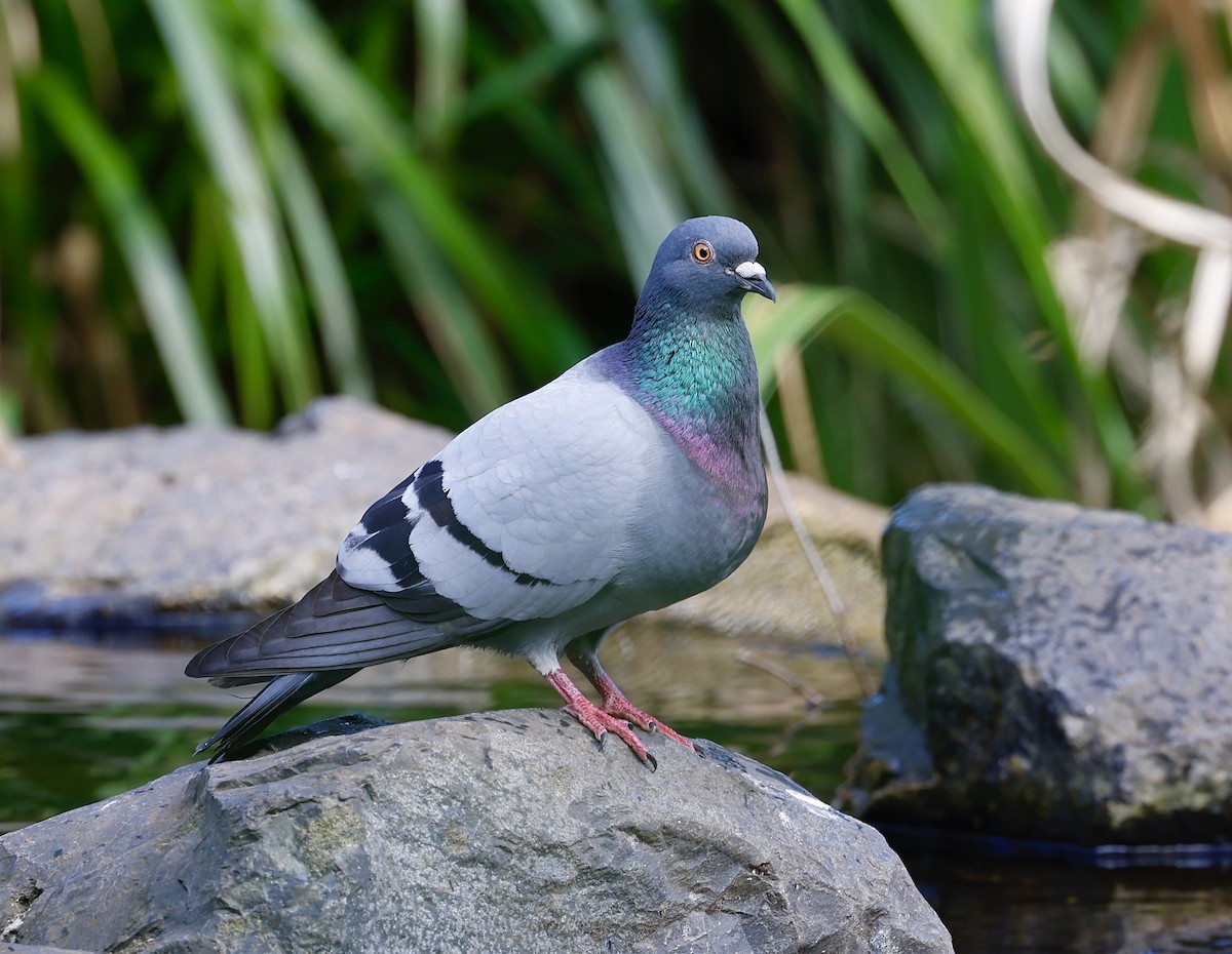 Rock Pigeon (Feral Pigeon) - Elspeth M