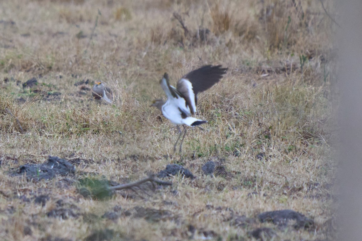 Brown-chested Lapwing - ML609149559