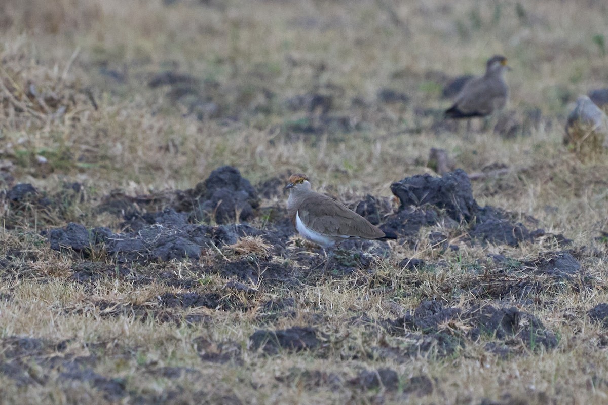Brown-chested Lapwing - ML609149561
