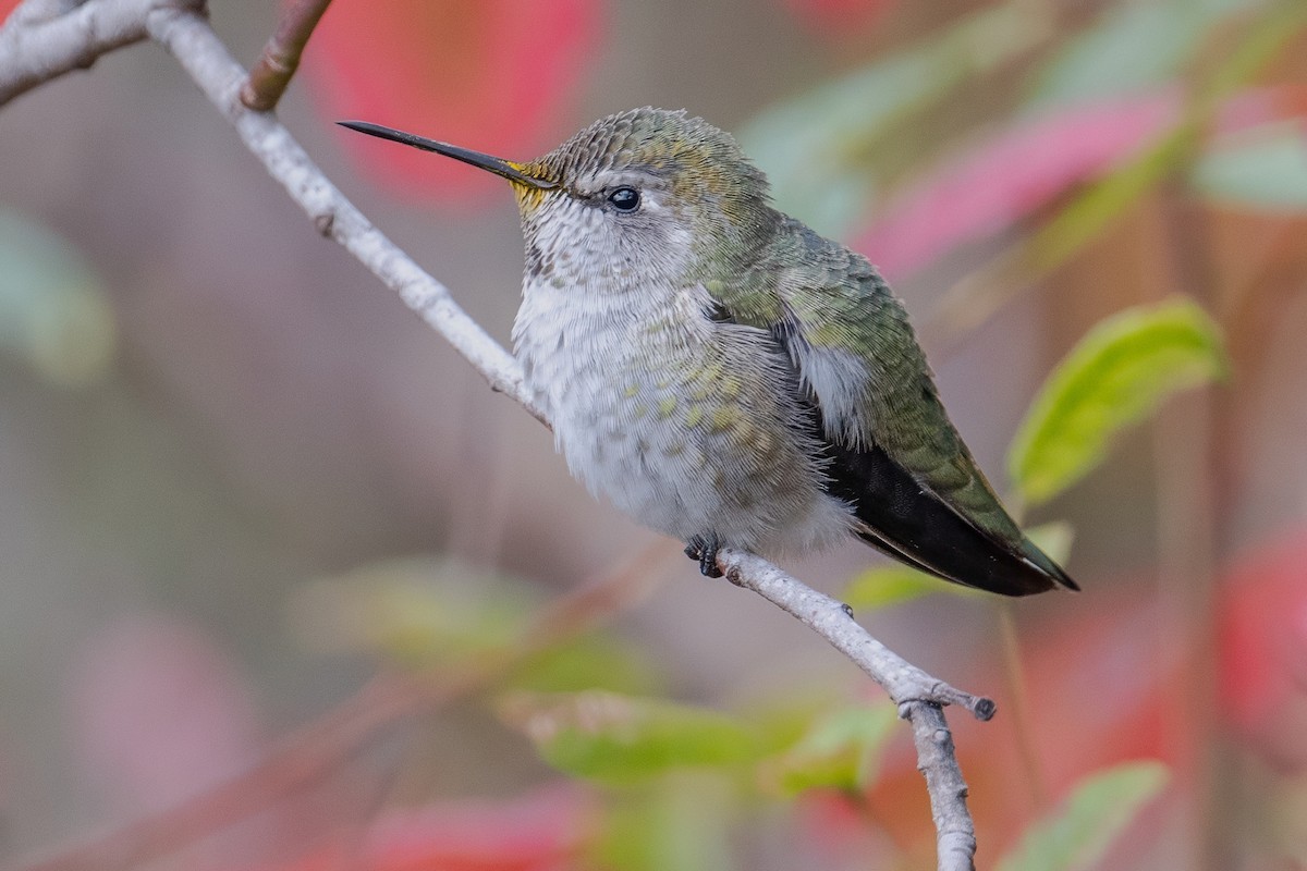 eBird Checklist 22 Sep 2023 Hatton Canyon and/or Barnyard willows