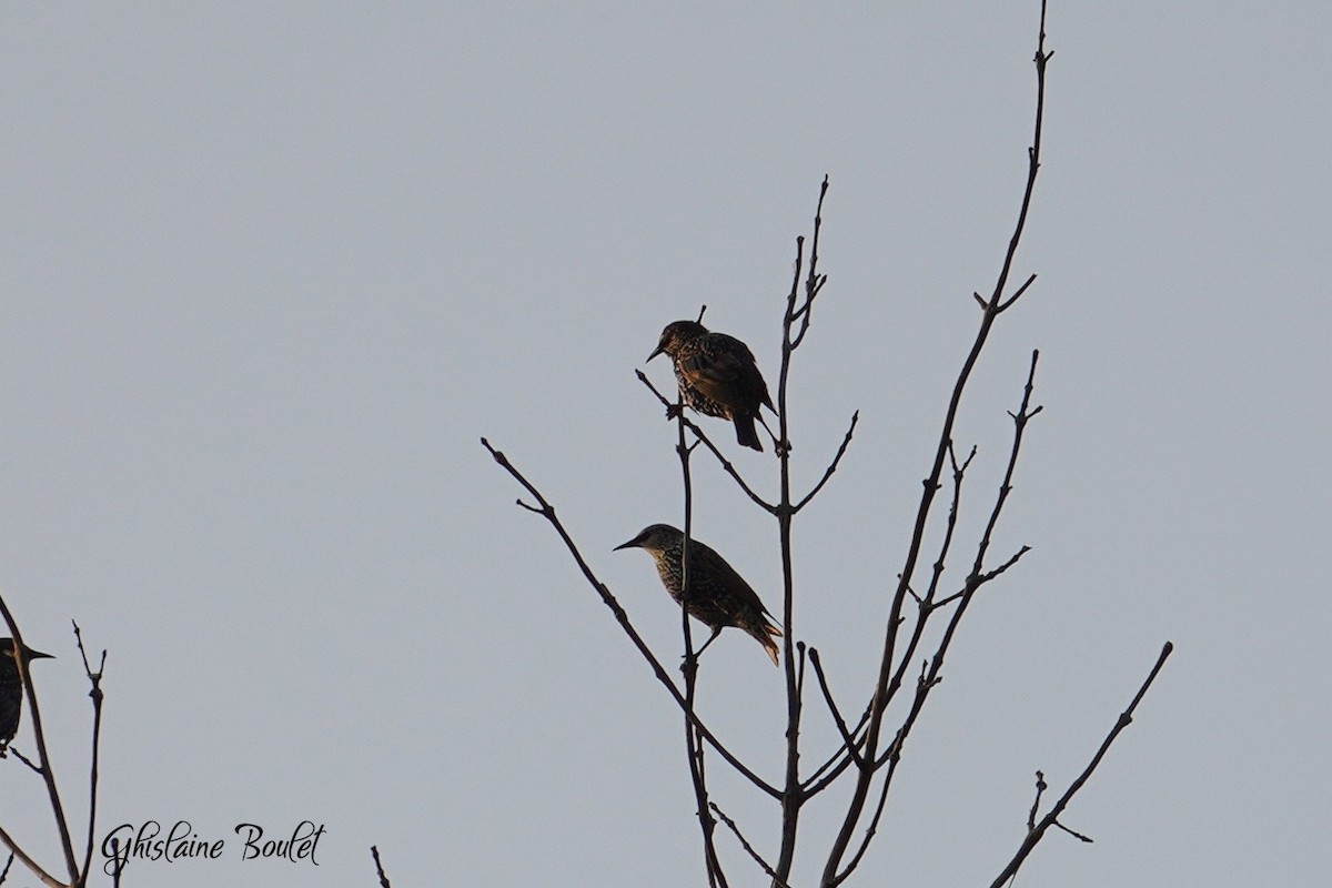 European Starling - ML609149614