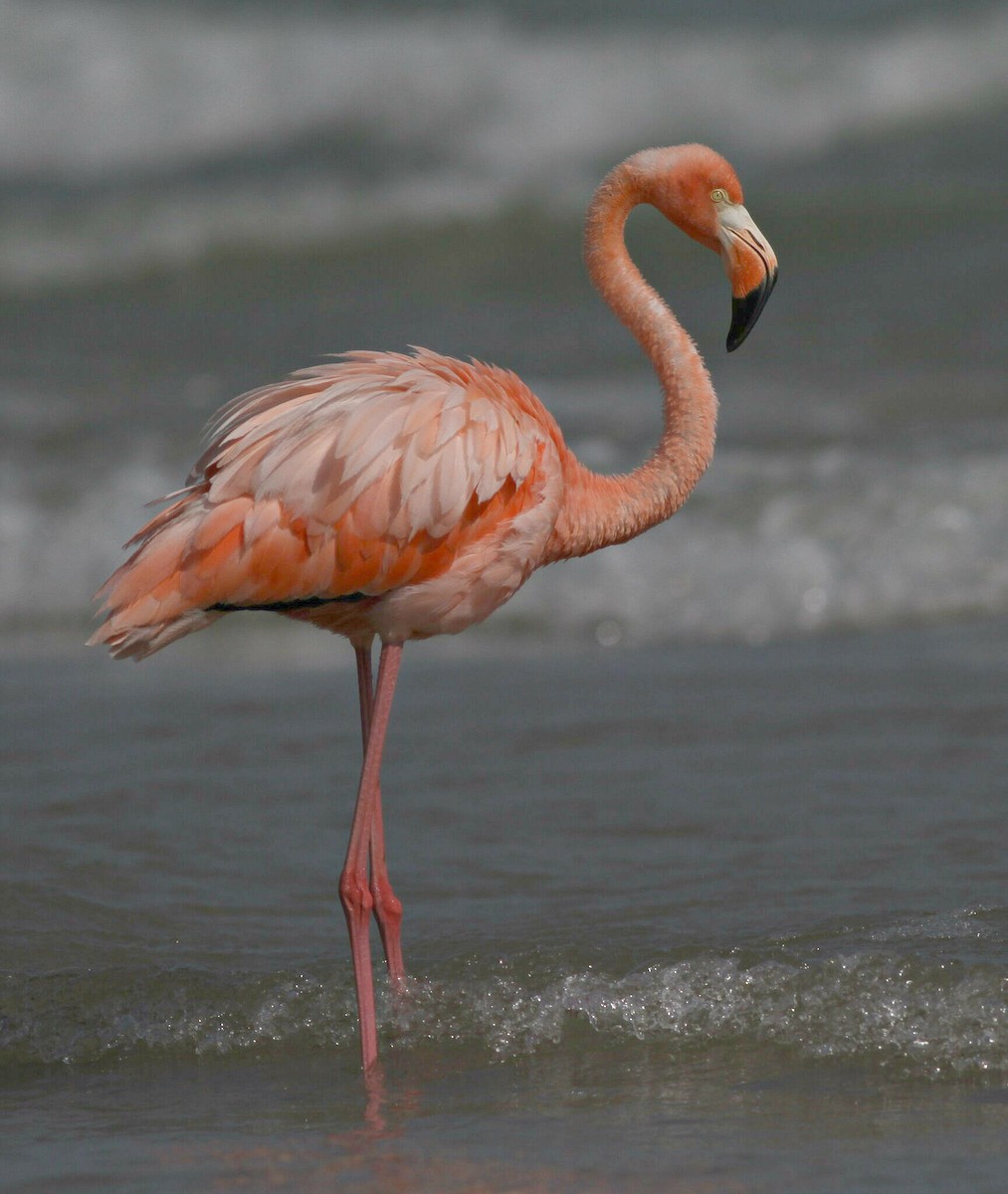 American Flamingo - ML609149705