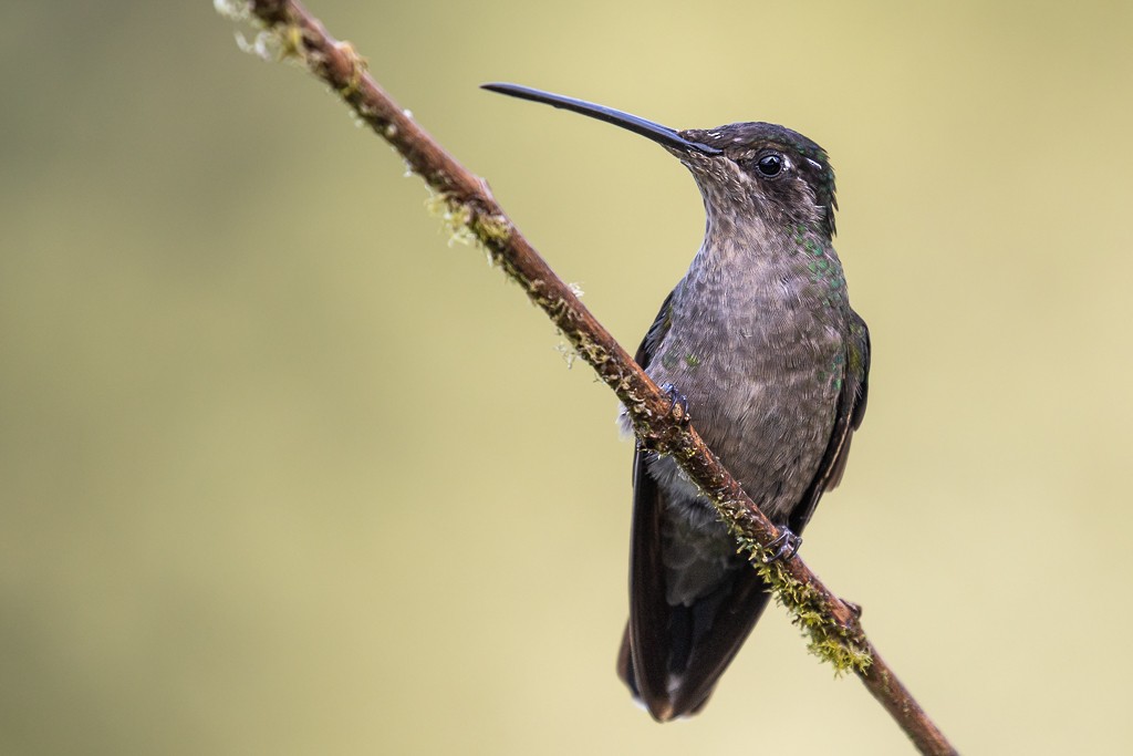 Talamanca Hummingbird - ML609149829