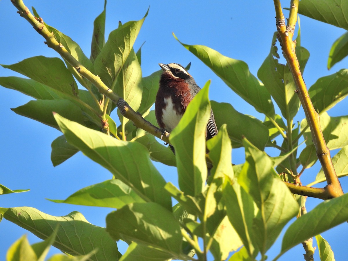 Black-and-chestnut Warbling Finch - ML609149931