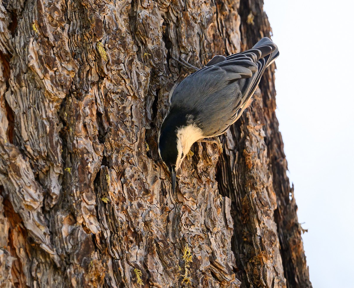 EBird Checklist 7 Sep 2023 Laguna Mtns Agua Dulce Creek 24 Species 2 Other Taxa