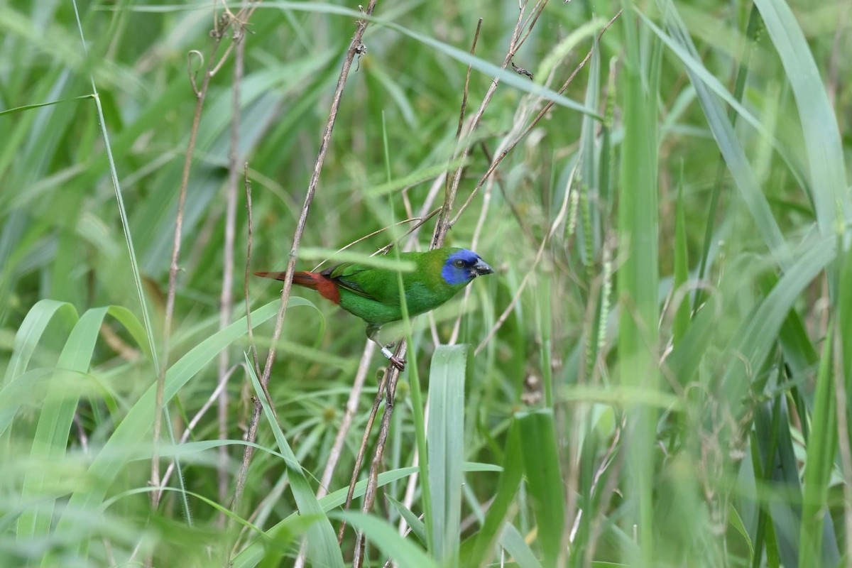 Blue-faced Parrotfinch - ML609150245