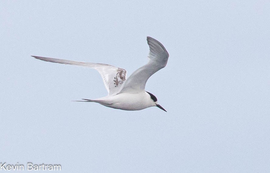 White-fronted Tern - ML609150593