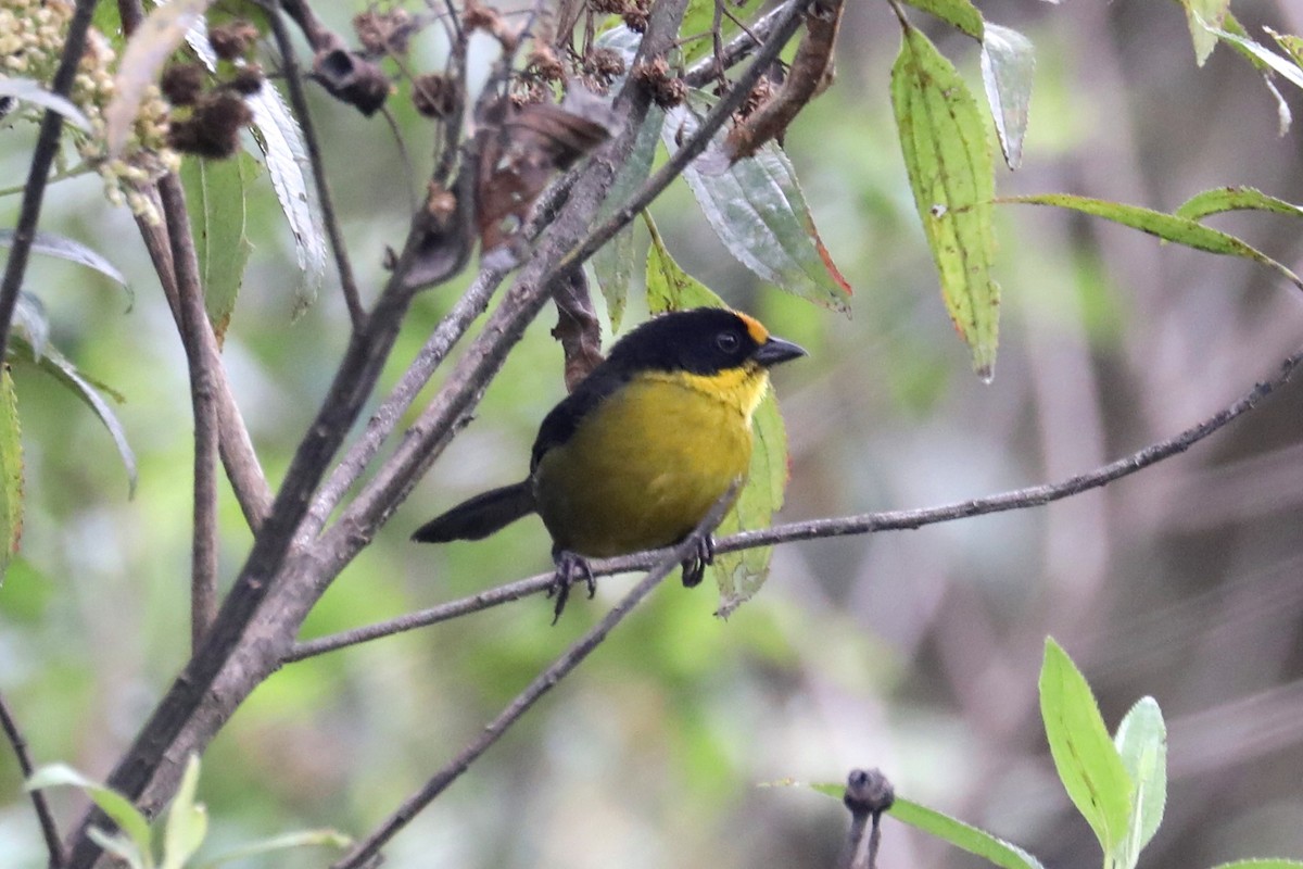 Pale-naped Brushfinch - ML609150629