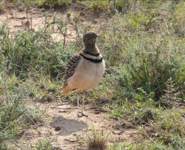 Double-banded Courser - ML609150636