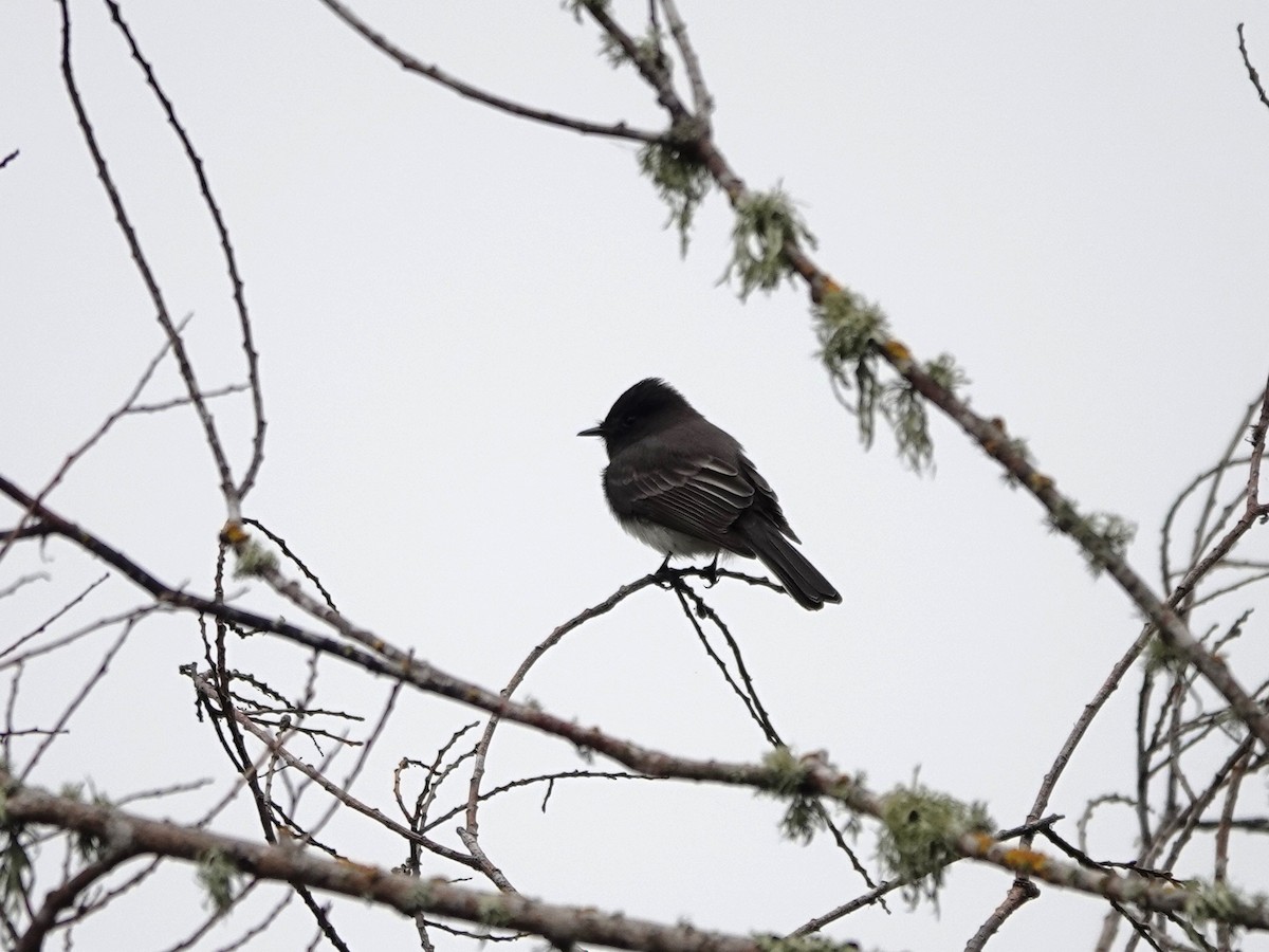 Black Phoebe - ML609150641