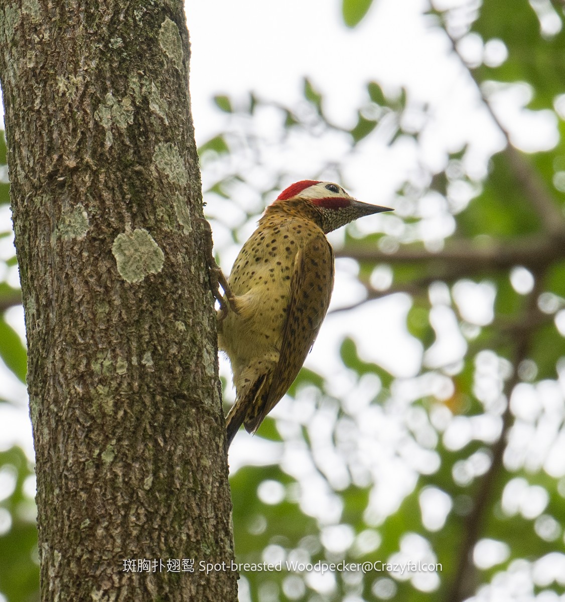 Spot-breasted Woodpecker - ML609150645