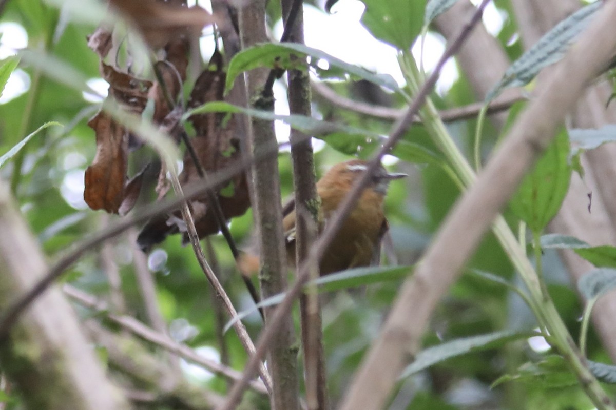 White-browed Spinetail - ML609150652
