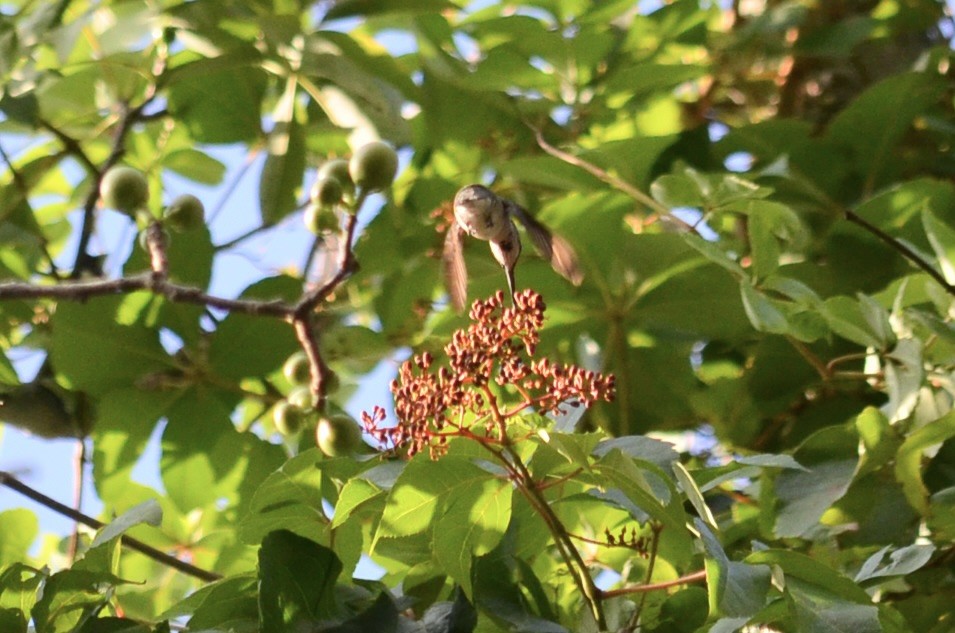 Ruby-throated Hummingbird - ML609150654