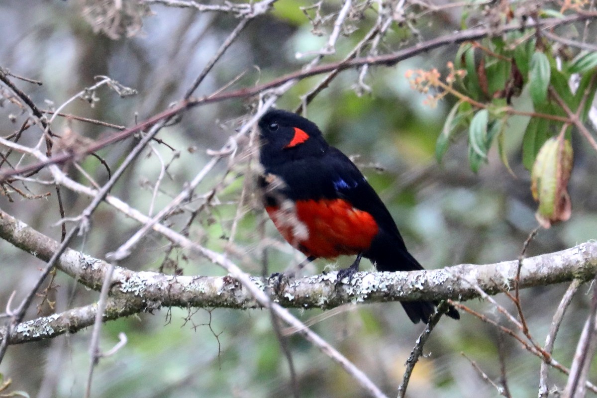 Scarlet-bellied Mountain Tanager - ML609150657