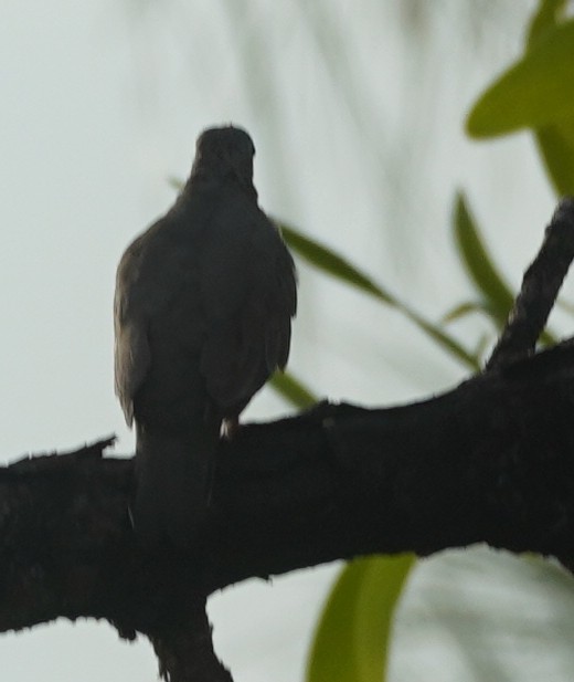 Mourning Dove - ML609150837