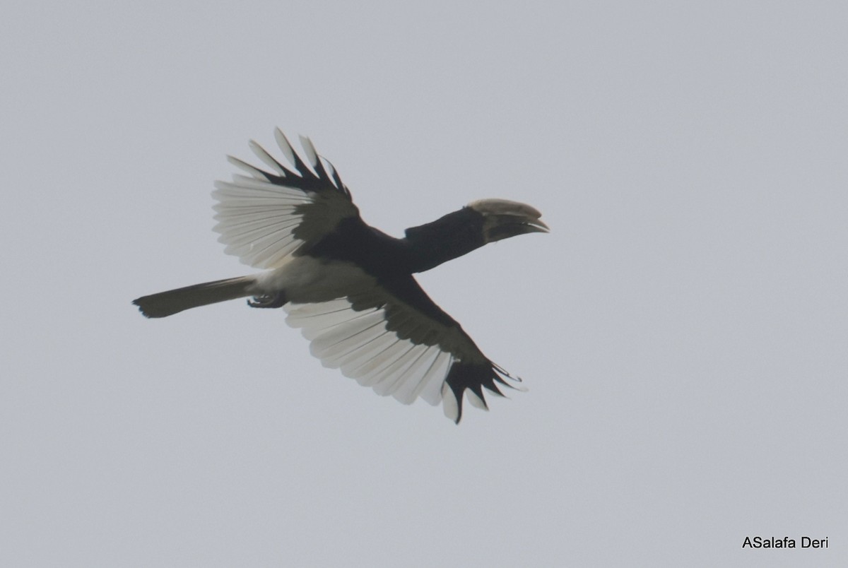 Piping Hornbill (Eastern) - ML609151036