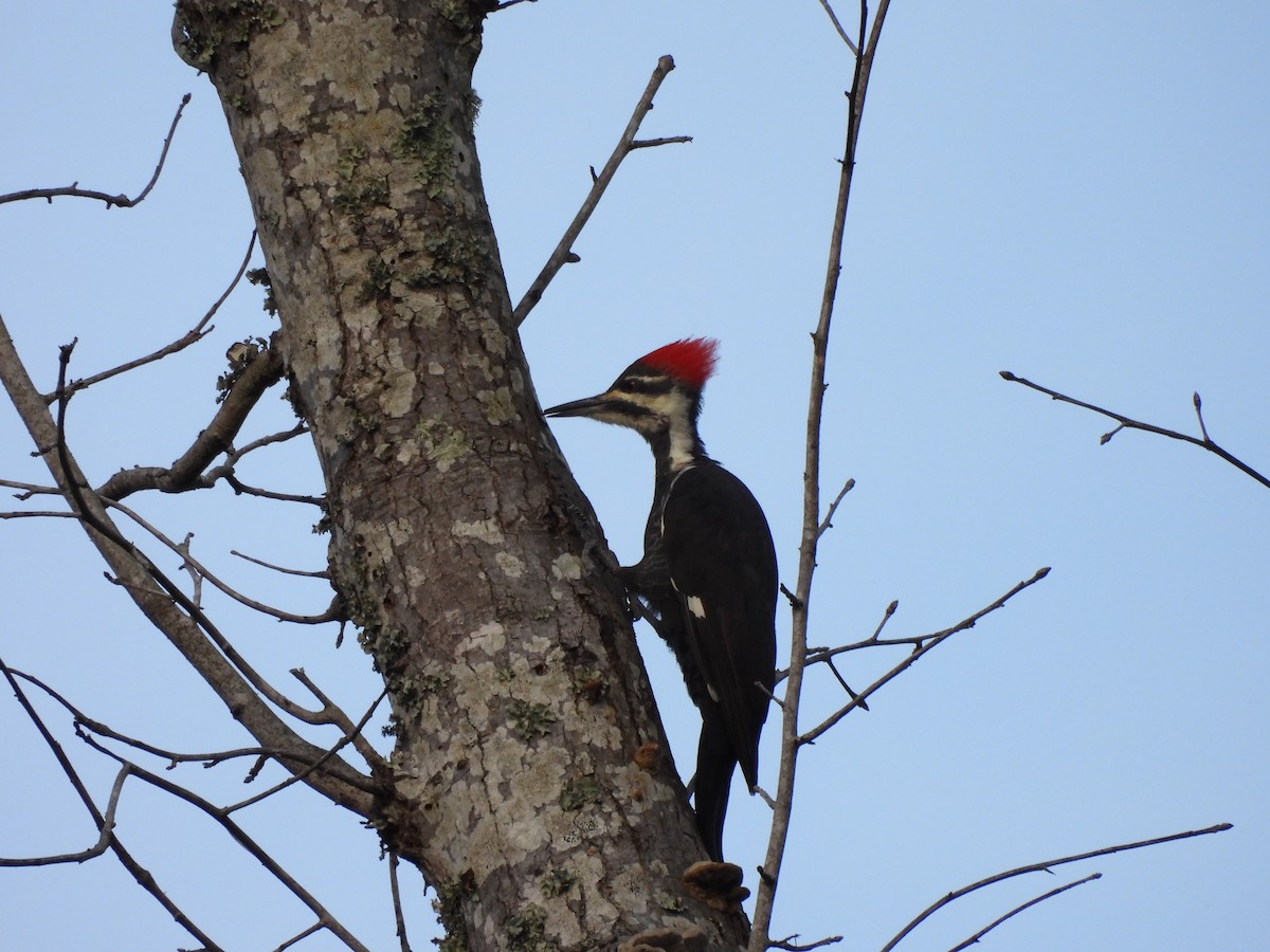 Pileated Woodpecker - ML609151167