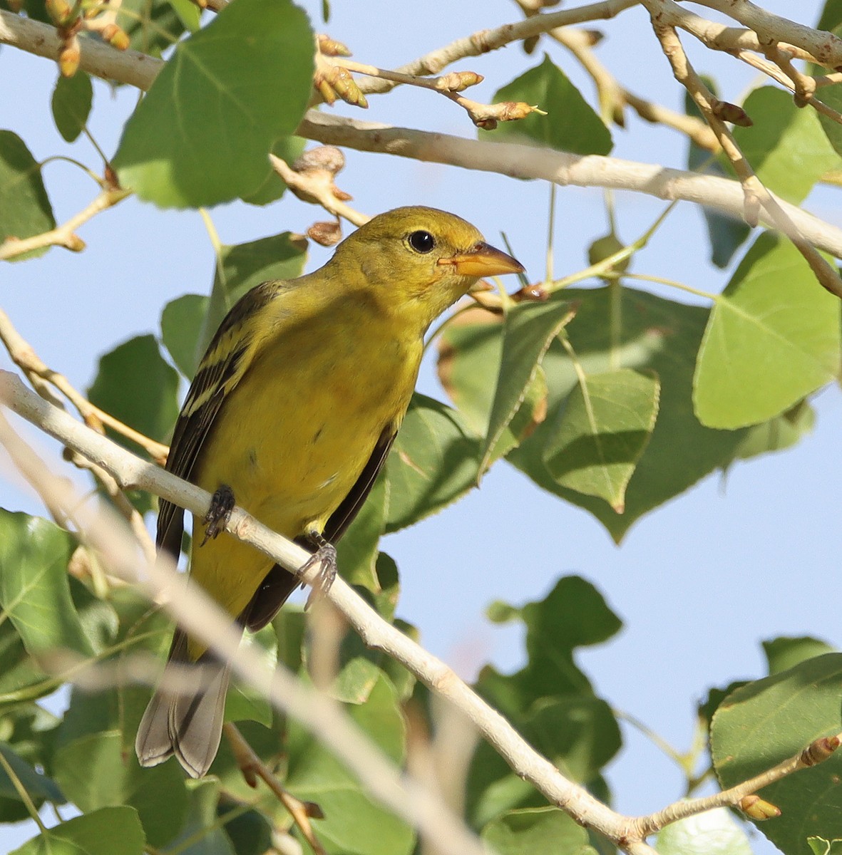 Western Tanager - ML609151342