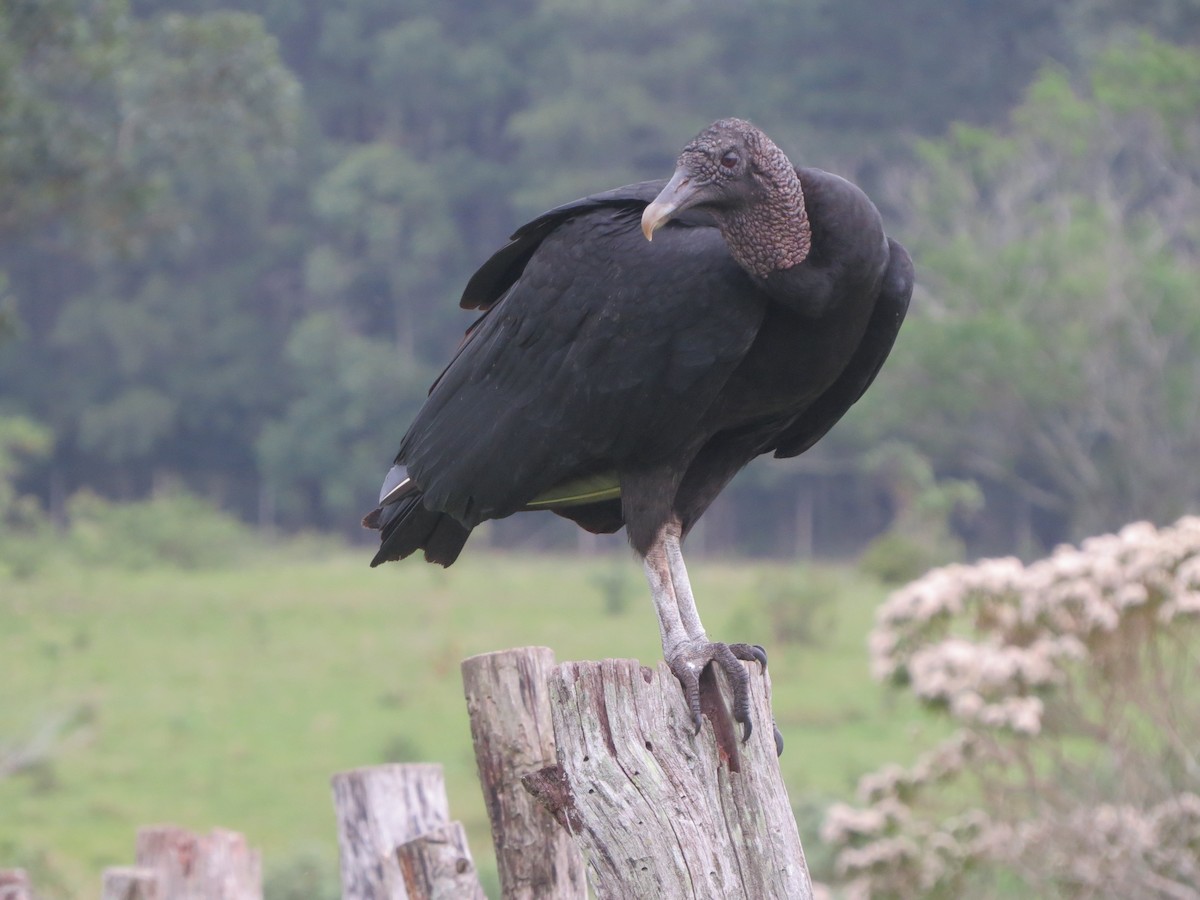 Black Vulture - ML609151683