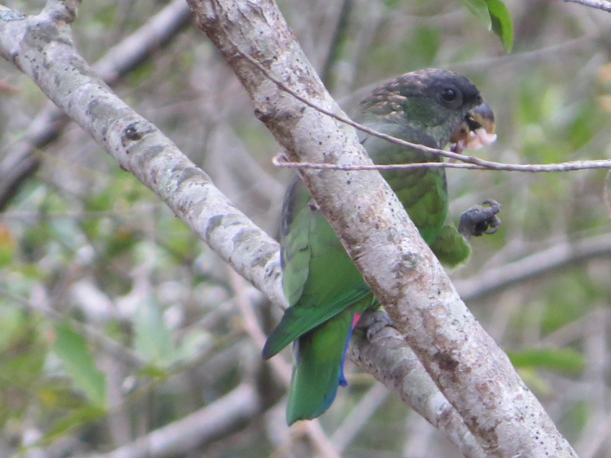 Scaly-headed Parrot - ML609151711