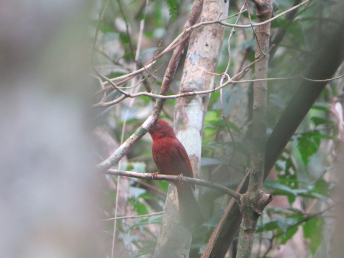 Red-crowned Ant-Tanager - ML609151776