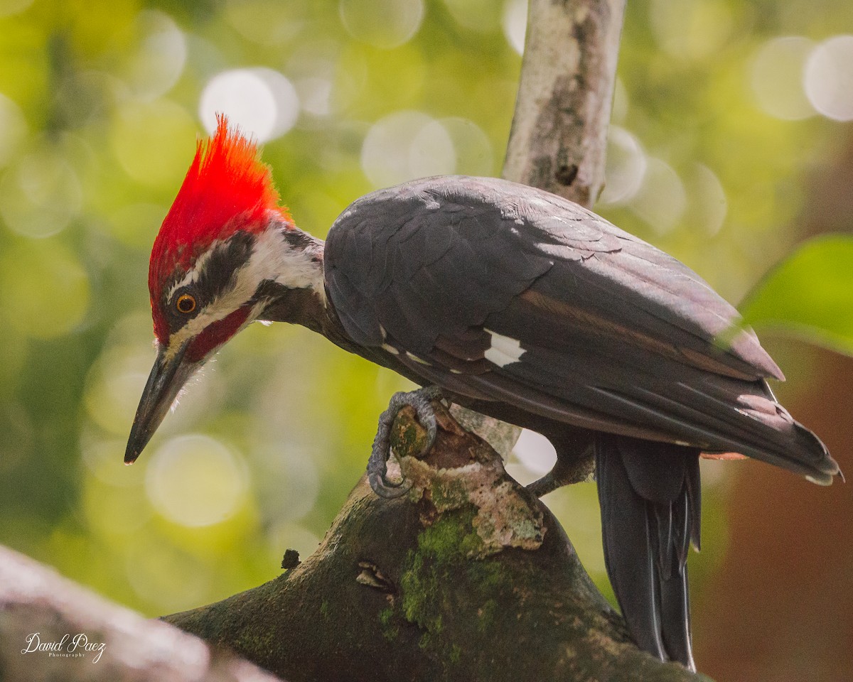 Pileated Woodpecker - ML609151827