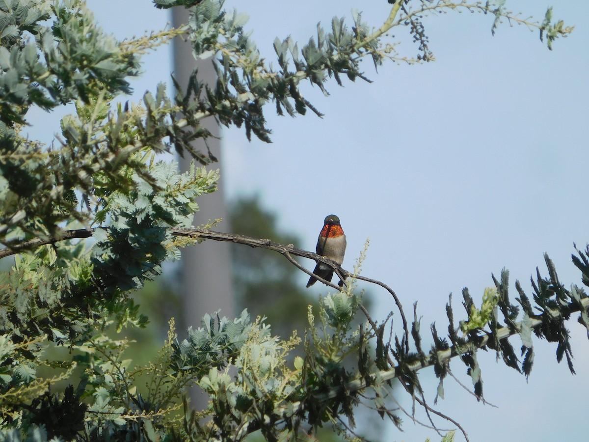 Ruby-throated Hummingbird - ML609152017