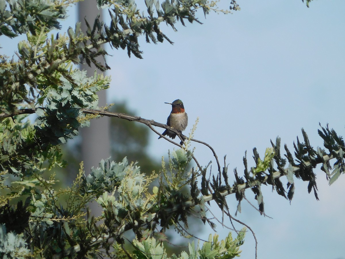 Ruby-throated Hummingbird - ML609152018