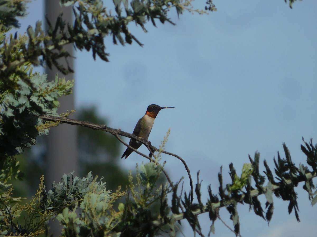 Ruby-throated Hummingbird - ML609152019