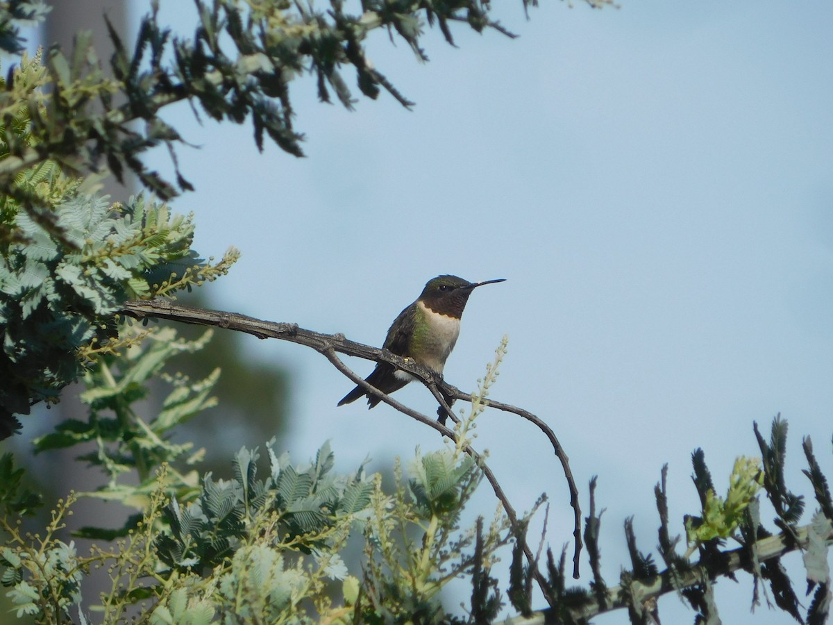 Ruby-throated Hummingbird - ML609152020
