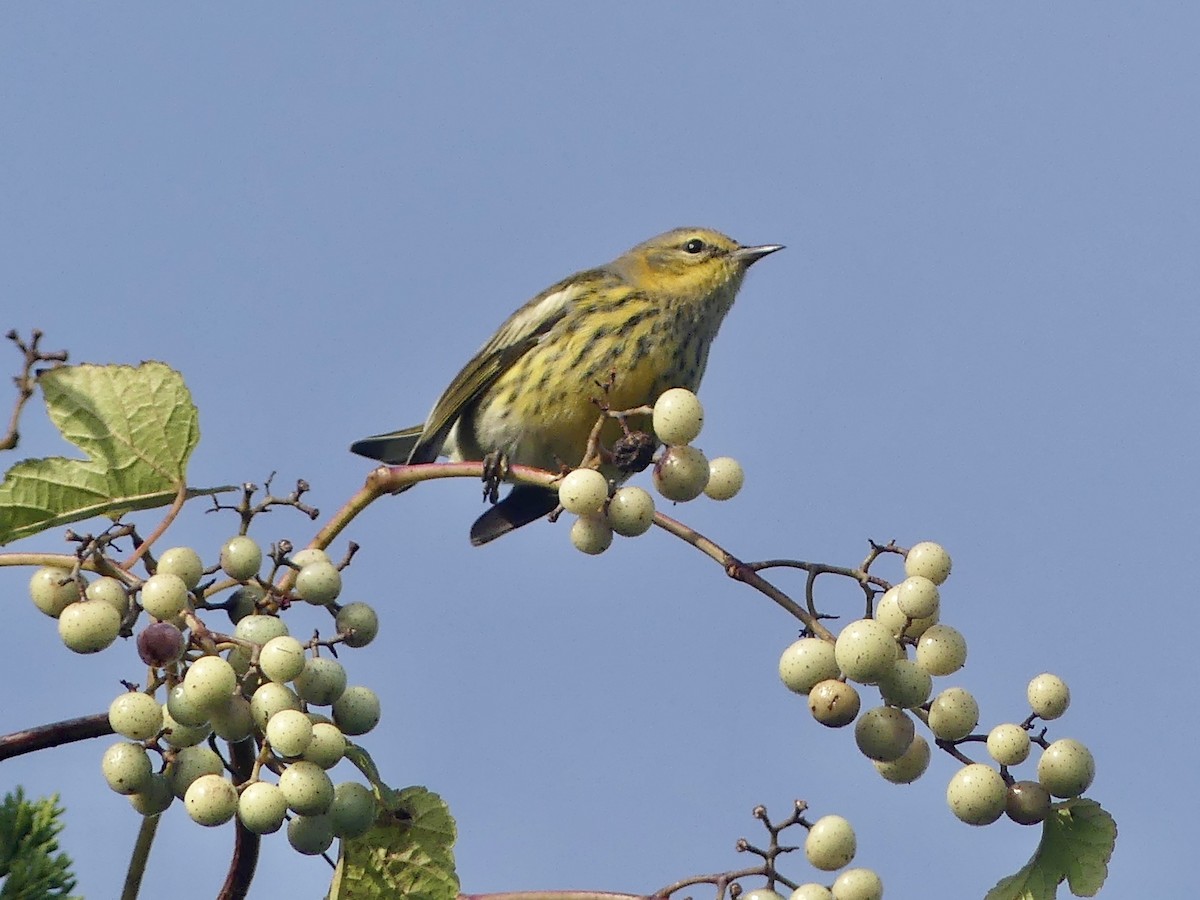 Cape May Warbler - ML609152117